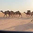 البل الصفر الي عددها 8 فيها لقحات وخلفه
