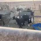 معزا خلفات السوم 1600