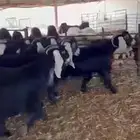معزا عوارض دفيع شرط للبيع