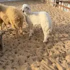 خروف هرفي حري فل الفل