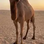 بكره ضريبه