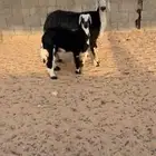 شاه متبع نجديه