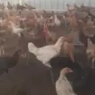 دجاج بلدي منتج( تم البيع )