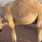 حشو مفاريد كايفة