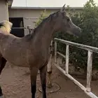 مهر واهو شيخ