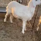 طلي حري طيب