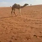 بكره باتلييه للبيع