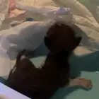 قطه منقذه للتبني