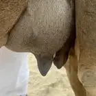 خلفة ساحليه حمراء مصغر