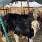 نجدية رباع والد