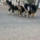 شياه نجد كفووو