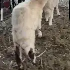 طليان طيبات ومن مراح طيب