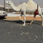خفوت وضحى رمانيه