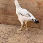 دجاجة فارسية للبيع