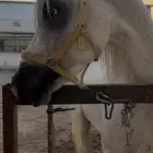 حصان شعبي