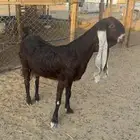 هولنديه طيبه