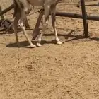 للبيع قعود كفو الى يبيه قصب والى يبيه مقنوي