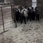 تيوس عارضي بلدي