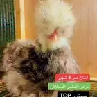 نوادر دجاج القطني السبلاش TOP