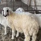 خروف للبيع