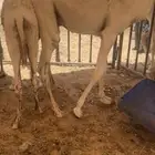 قعدان
