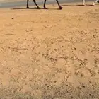 بكره صفرا كفو