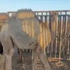للبيع اثنين حشو فل الفل شحم تحت امهاتهن شرط