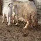 شاه طيبه تحتها رخل كفو