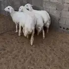 بهم حري 5 شهور