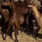 غنم ماعز دهم ووشح مقاني