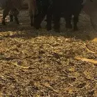 تيوس العدد4