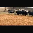 عرض بيع نجد مراح