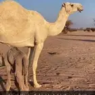 خلفه ثنو هديه وحليب وديد طيب وتحتها بكره طيبه