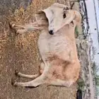 بقره والد بلدي معها ذكر