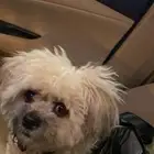 كلبه للتبني - Aso para sa ampon - Dog for adoption