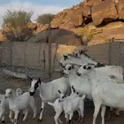 معزا بيشيات خلفات صنف