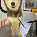 كلب هاسكي متدرب وأليف أنثى بيعه مستعجله