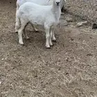 ثنيه تحتها رخل ذبيحه ودافع ورايم وديدها سليم(( تم البيع ))