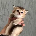 كيتن سكوتش Scottish Golden للبيع بالخبر تم تخفيض الأسعار