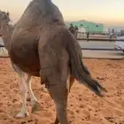 لقحه حمرا ساحليه