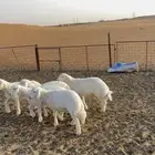 بهم حري مقفل شحم