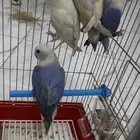 ذكور روز محللين DNA( تم البيع)