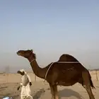 خلفه حمرا دم باخره وين اهل الزين