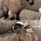 تيس قزم مستوئ ولون حلو