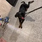 كلب انثى دوبرمان للبيع