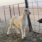 رخل حريه صنف الصنف