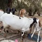 فحل بربري
