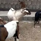 تيس فحل