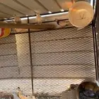 حمام للبيع
