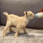 ماعز قزم ..